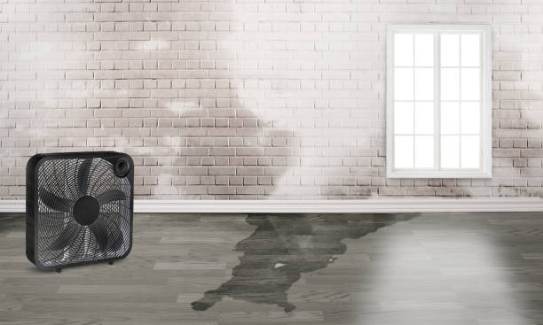 Best Water damage restoration near me  in Kenyon, MN