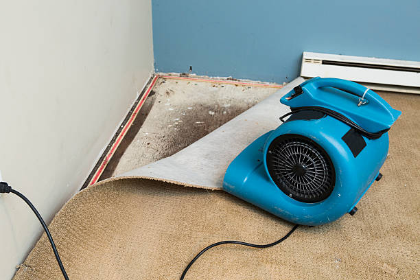 Best Water damage restoration specialists  in Kenyon, MN